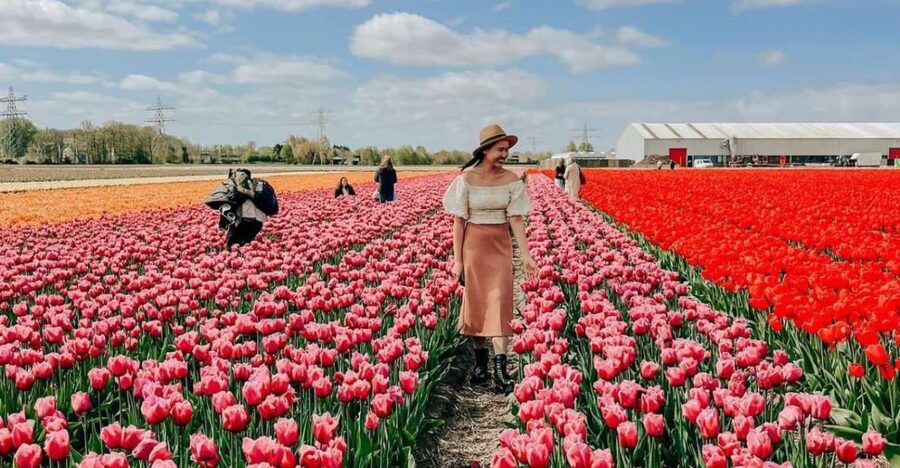 Amsterdam: Tulip Farm Visit, Keukenhof, and Windmill Cruise - Is $99 Good Value?
