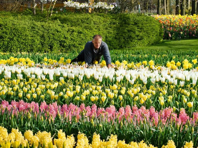 Amsterdam: Tulip Farm Visit, Keukenhof, and Windmill Cruise - Who Will Enjoy This Tour Most?