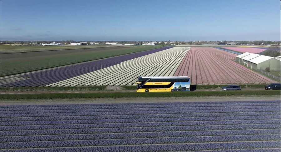 Amsterdam: Tulip Farm Visit, Keukenhof, and Windmill Cruise - Should You Book It?