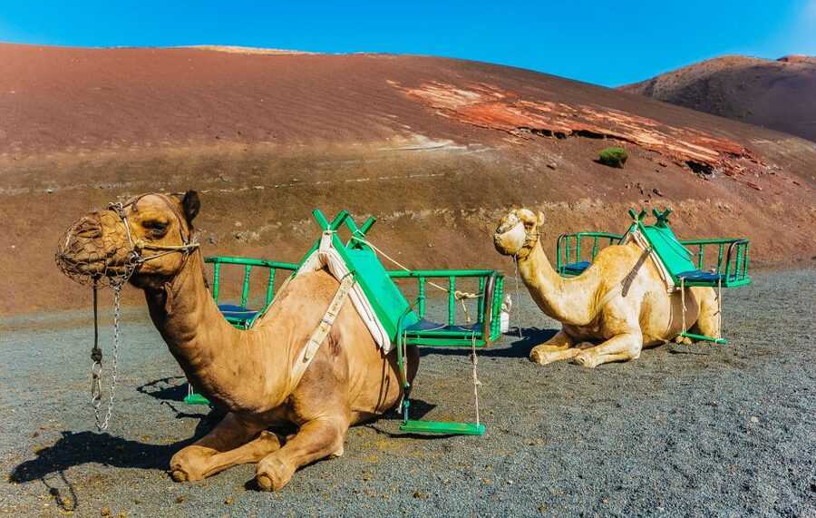Arrecife: Timanfaya and Green Lagoon for Cruise Passengers - Is $58 good value?