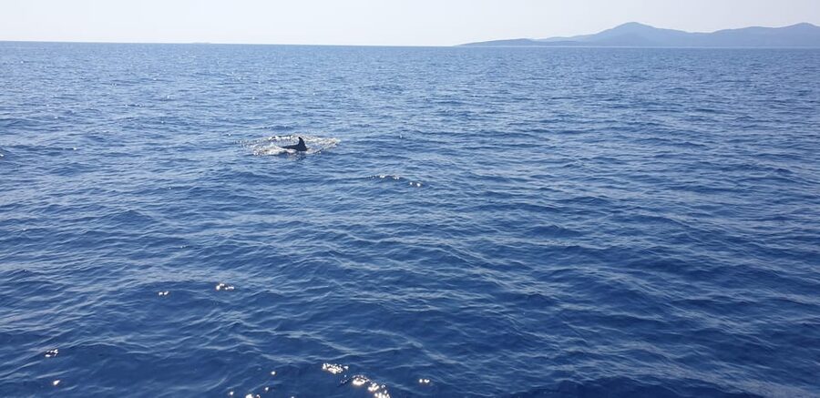 Athens: Riviera Catamaran Tour with Fresh Meal and Drinks - Hydrousa: snorkel, paddle, or step ashore
