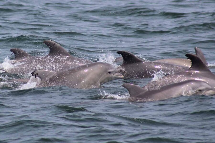 Atlantic City: Dolphin Watching Ocean Cruise Adventure - Is $53 a fair price?