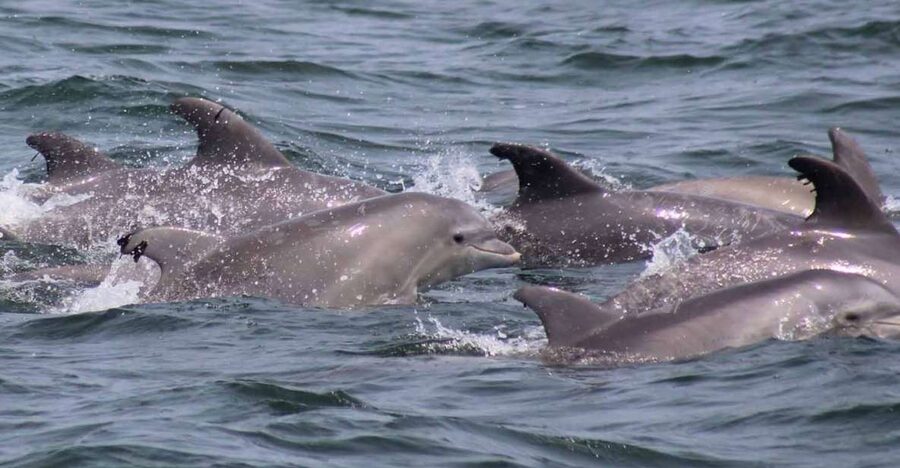 Atlantic City: Dolphin Watching Ocean Cruise Adventure - Simple ways to improve your chances of a good trip