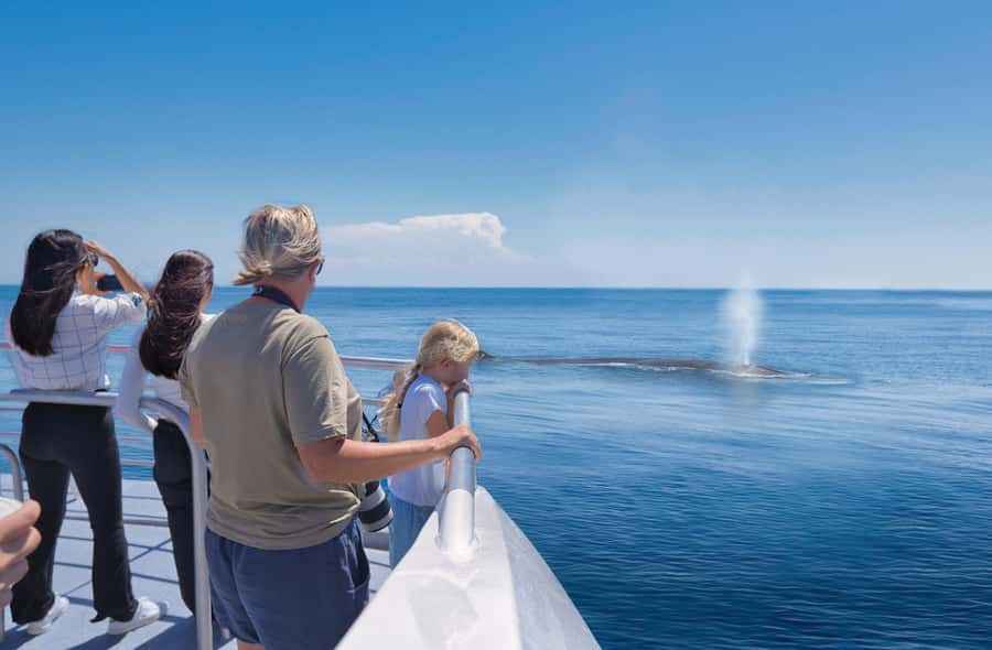 Auckland: Tikapa Moana Whales, Dolphins and Islands Cruise - Rotoroa Island for trails and wildlife