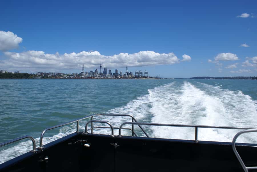 Auckland: Tikapa Moana Whales, Dolphins and Islands Cruise - Picking the right departure time