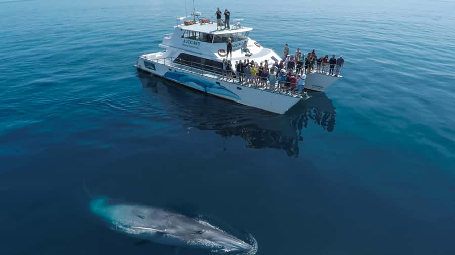 Auckland: Whale and Dolphin Watching Half-Day Eco Cruise - Setting Out From Auckland’s Eastern Viaduct