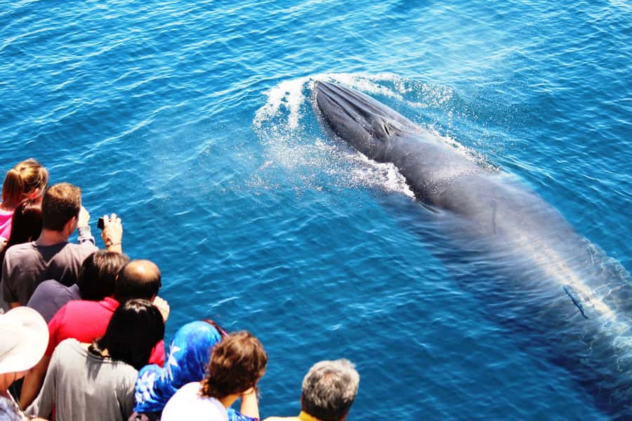 Auckland: Whale and Dolphin Watching Half-Day Eco Cruise - North Head, Devonport, and Rangitoto by Water