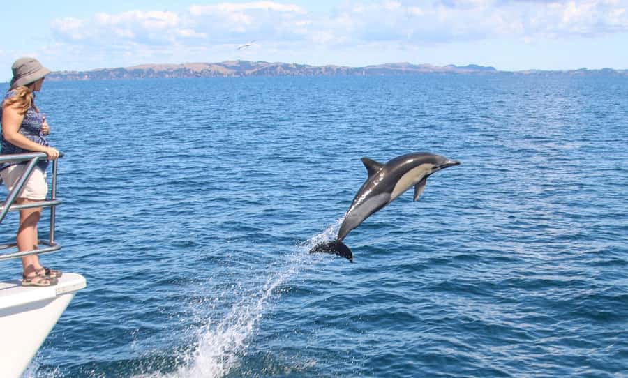 Auckland: Whale and Dolphin Watching Half-Day Eco Cruise - Whales, Orcas, Penguins, and Sea Birds