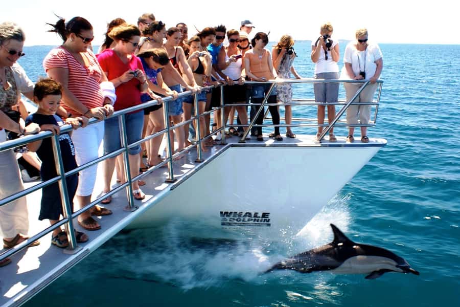 Auckland: Whale and Dolphin Watching Half-Day Eco Cruise - Marine Scientists Make the Cruise More Meaningful