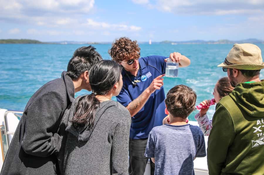 Auckland: Whale and Dolphin Watching Half-Day Eco Cruise - What the Catamaran Experience Feels Like