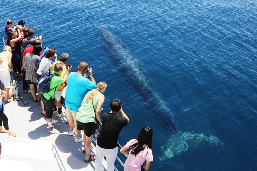Auckland: Whale and Dolphin Watching Half-Day Eco Cruise - The $130 Price and What You Get for It