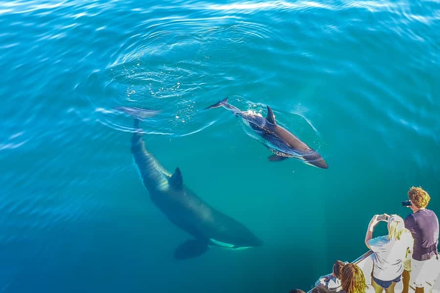 Auckland: Whale and Dolphin Watching Half-Day Eco Cruise - Weather, Cancellations, and the No-Sighting Policy