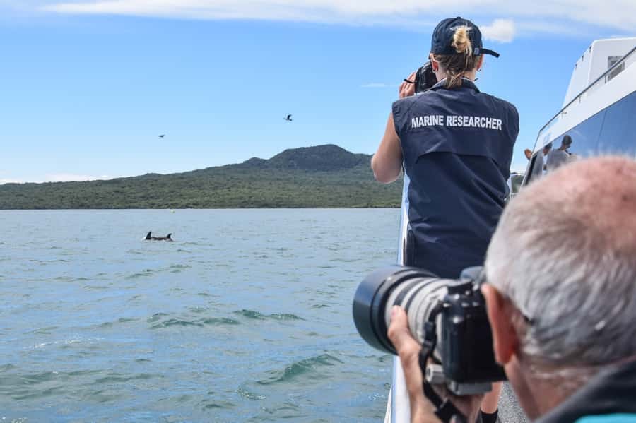 Auckland: Whale and Dolphin Watching Half-Day Eco Cruise - Practical Details Before You Book