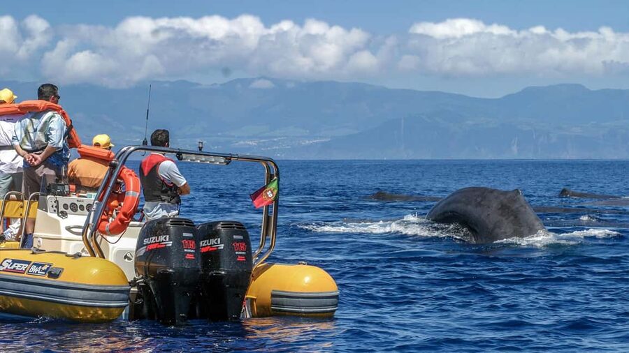 Azores: Whale Watching & Islet Boat Tour w/ Marine Biologist - Key points to know before booking