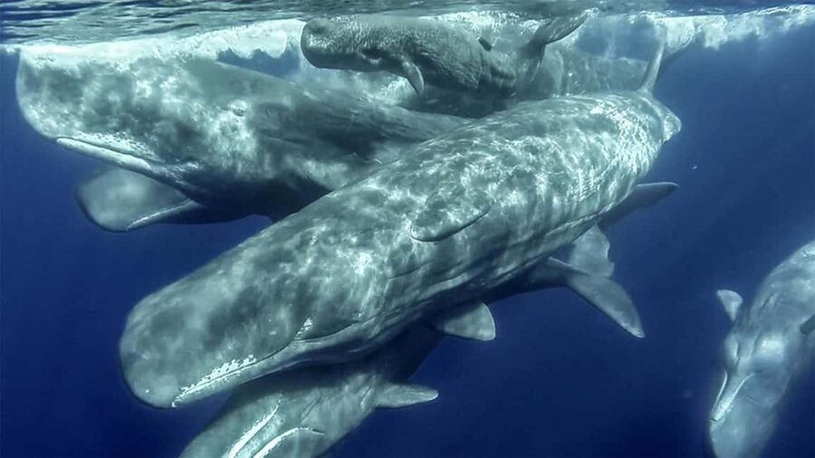 Azores: Whale Watching & Islet Boat Tour w/ Marine Biologist - Practical advice for a better outing