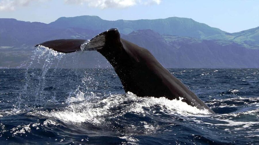 Azores: Whale Watching & Islet Boat Tour w/ Marine Biologist - How the boat handles viewing positions