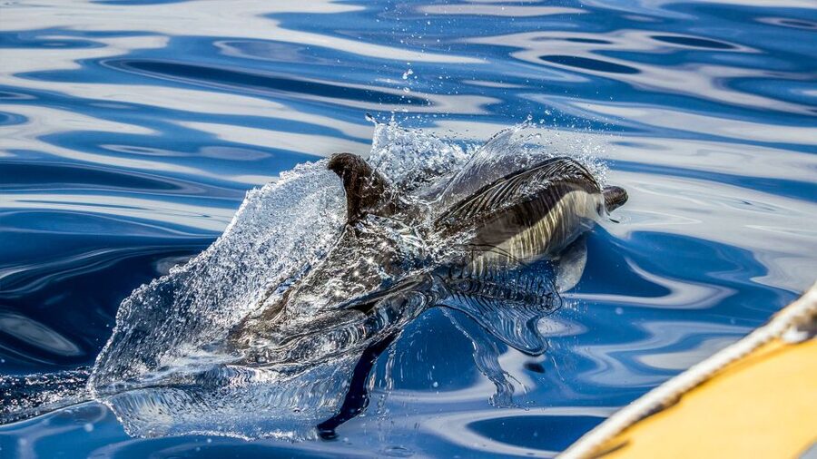 Azores: Whale Watching & Islet Boat Tour w/ Marine Biologist - The wildlife you might see