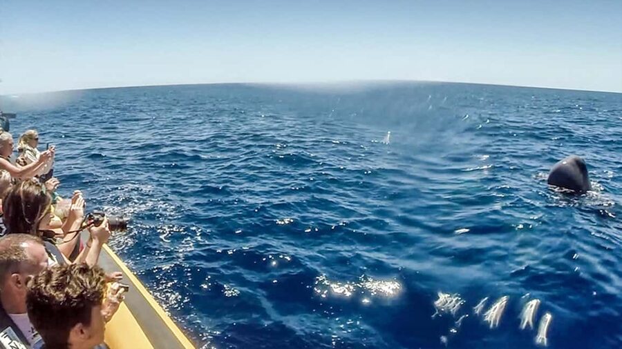 Azores: Whale Watching & Islet Boat Tour w/ Marine Biologist - Vila Franca Islet, the volcanic finish
