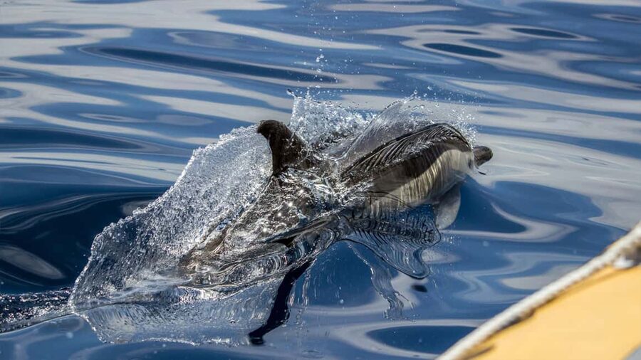 Azores: Whale Watching & Islet Boat Tour w/ Marine Biologist - Is the $73 price good value?