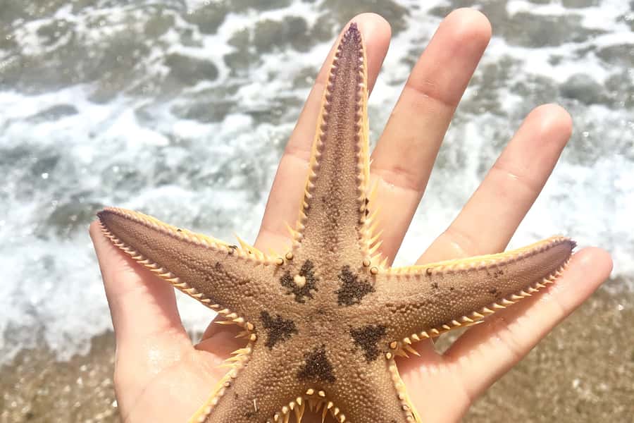 Bay of Islands: 4.5 Hour Day Cruise and Island Getaway Tour - The second island stop: snorkeling, swimming, and quiet time