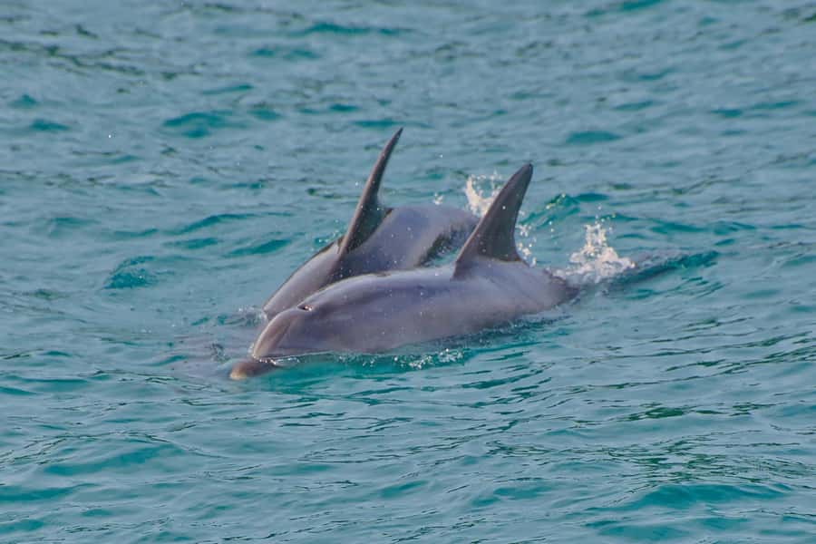 Bay of Islands: Discover the Bay Cruise with Island Lunch - Lunch and 90 minutes at Otehei Bay