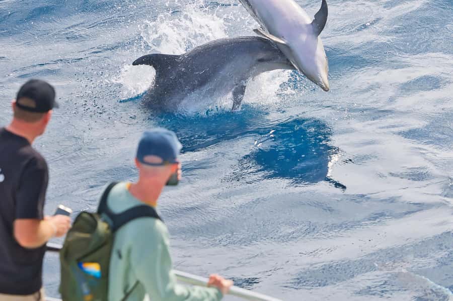 Bay of Islands: Discover the Bay Cruise with Island Lunch - What the Hole in the Rock visit is really like