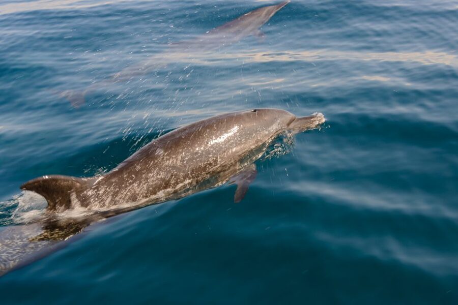 Benalmadena: Dolphin Watching Boat Tour - Two possible routes and their coastal views