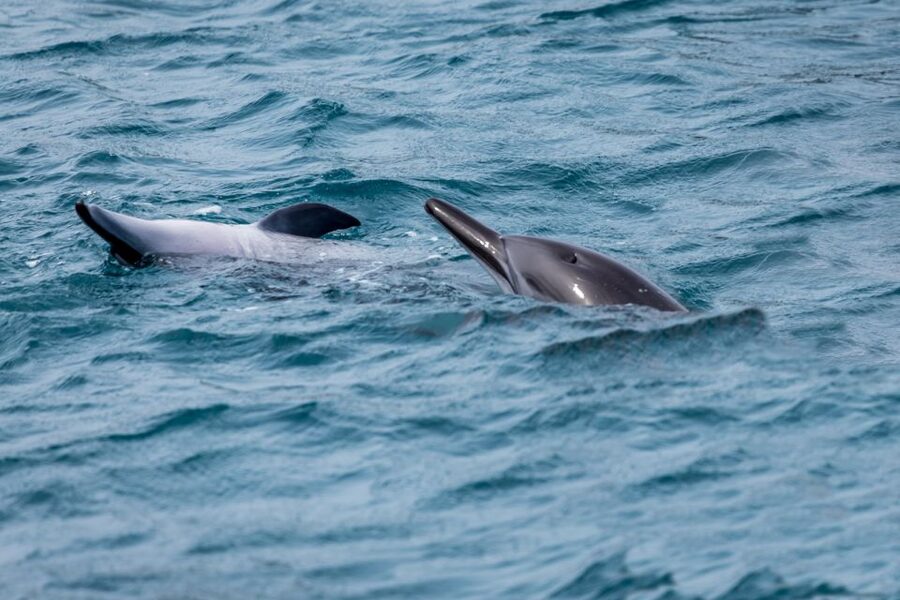Benalmadena: Dolphin Watching Boat Tour - What the trip feels like for families