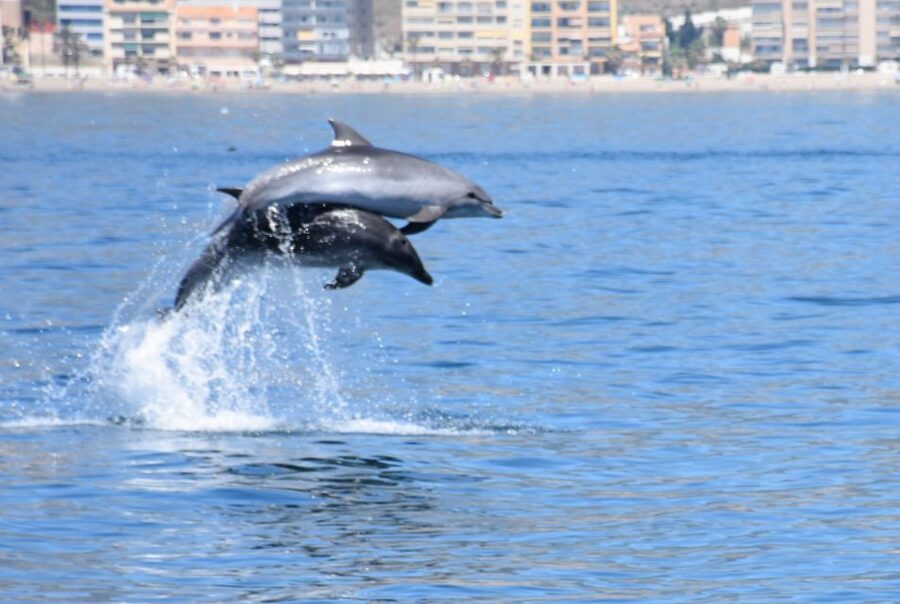 Benalmadena: Dolphin Watching Boat Tour - Searching for dolphins off the Costa del Sol