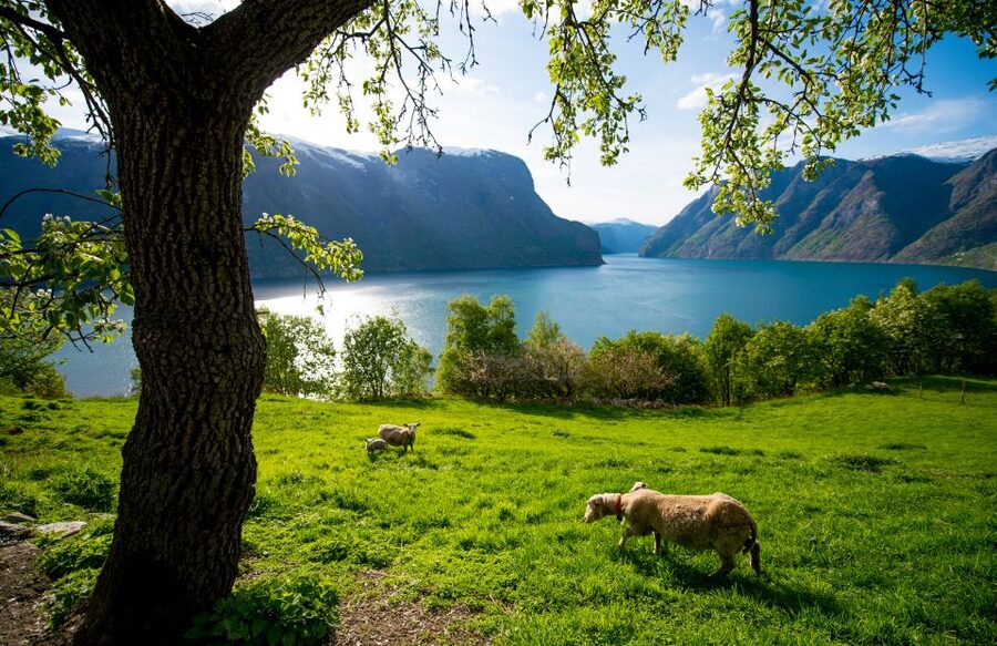 Bergen: Viking Village, Nærøyfjord Cruise & Flåm Railway - Who will enjoy this tour most