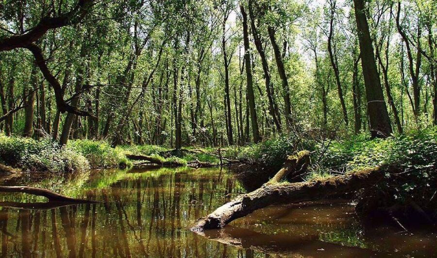 Biesbosch: Boat Cruise through National Park - A Comfortable Boat for Changing Weather