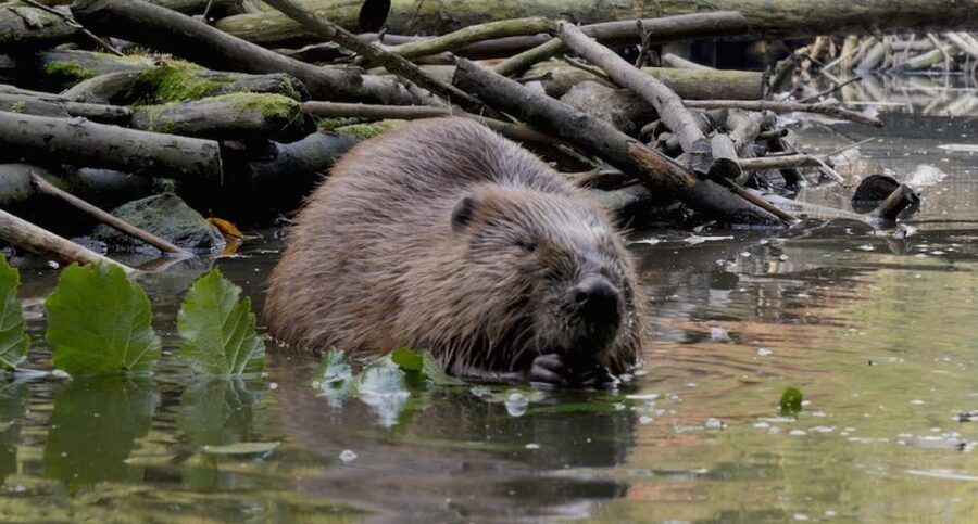 Biesbosch: Boat Cruise through National Park - Should You Book the Biesbosch Boat Cruise?
