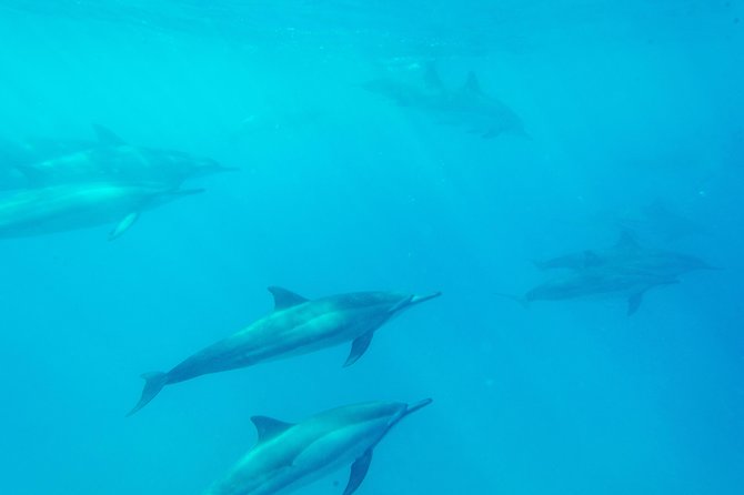 Big Island: Captain Cook Snorkel On A Power Catamaran With Lunch - Dolphins, humpbacks, and the ride home