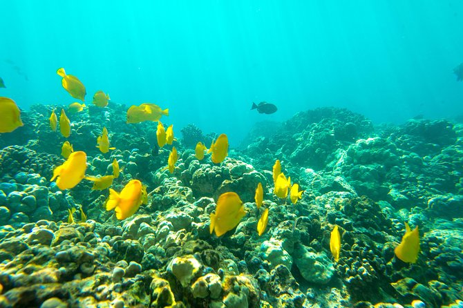 Big Island: Captain Cook Snorkel On A Power Catamaran With Lunch - Practical details before you reserve