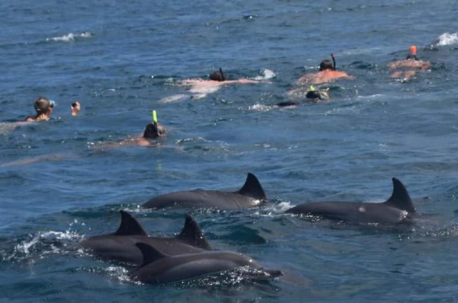 Black River: Swim with Dolphin Speed Boat Tour with lunch - Swimming with dolphins without treating them like a show