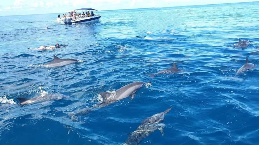 Black River: Swim with Dolphin Speed Boat Tour with lunch - Île aux Bénitiers: BBQ, drinks, and beach time