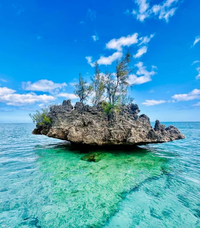 Black River: Swim with Dolphin Speed Boat Tour with lunch - How the six-and-a-half-hour day feels