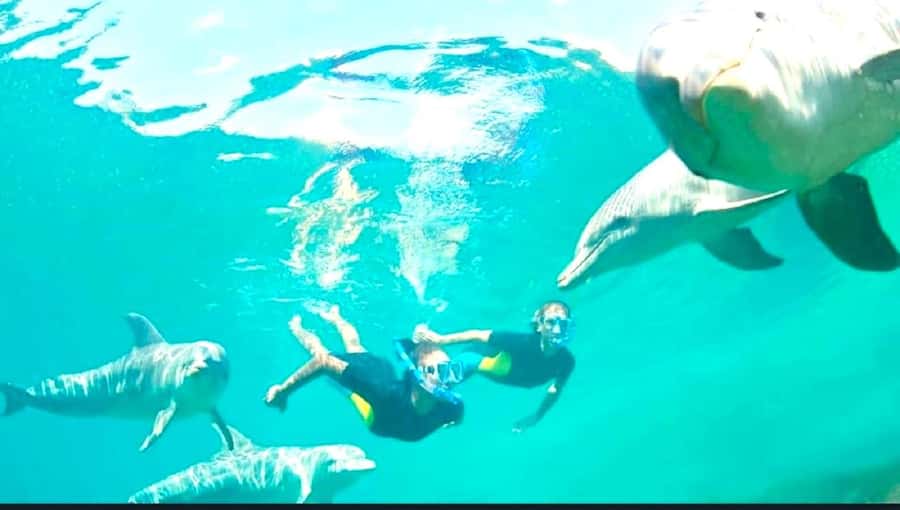Black River: Swim with Dolphin Speed Boat Tour with lunch - What to bring and how to prepare