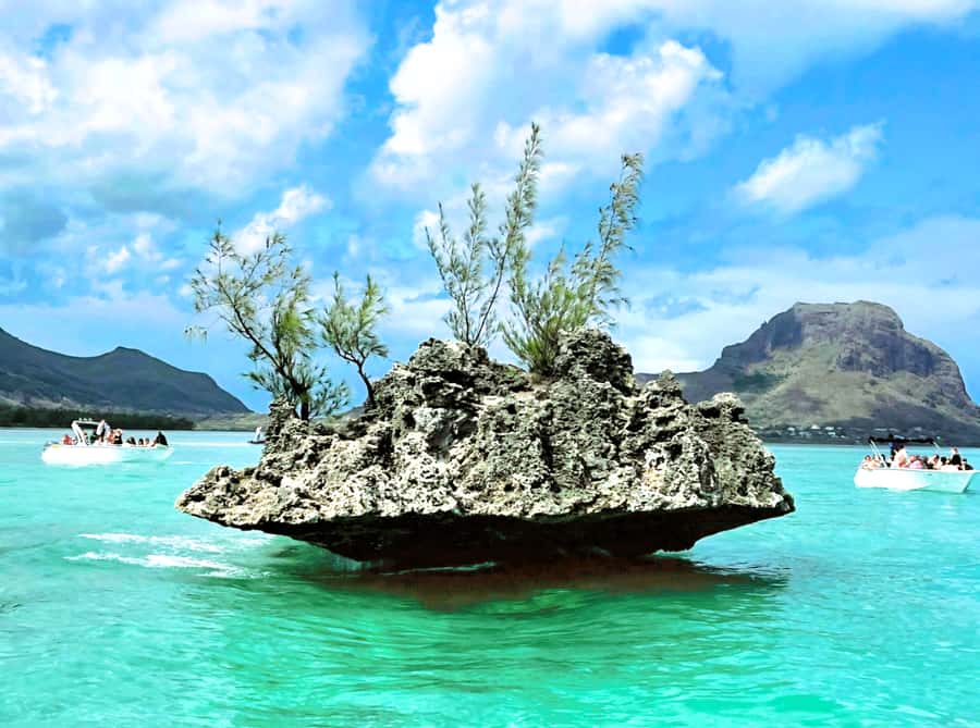 Black River: Swim with Dolphin Speed Boat Tour with lunch - Who will enjoy this most