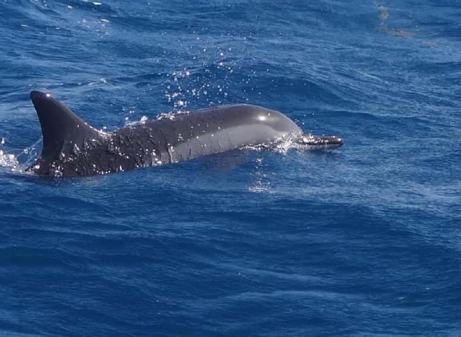 Black River: Swim with Dolphin Speed Boat Tour with lunch - Crystal Rock and the reef stop near Le Morne