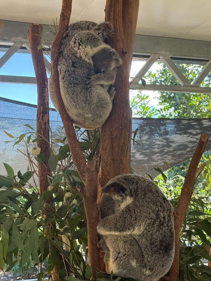 Blue Mountain: Small-Group Tour with Lunch & Scenic World - The Three Sisters and Jamison Valley