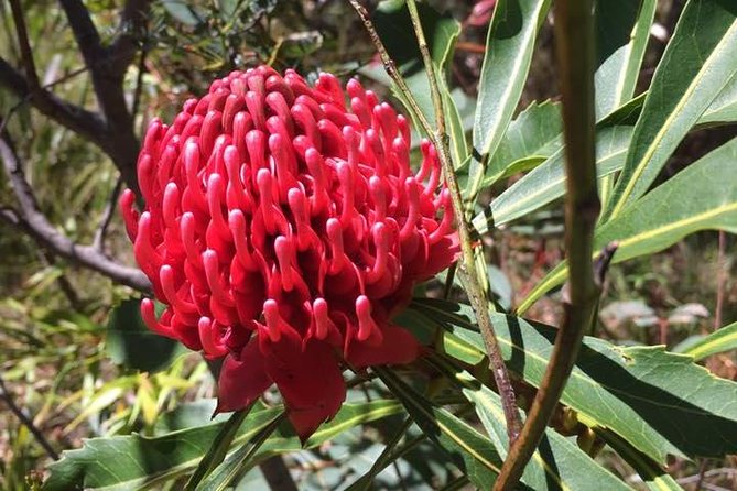 Blue Mountains Day Tour Including Parramatta River Cruise - Wentworth Falls or Leura Cascades: the walking portion