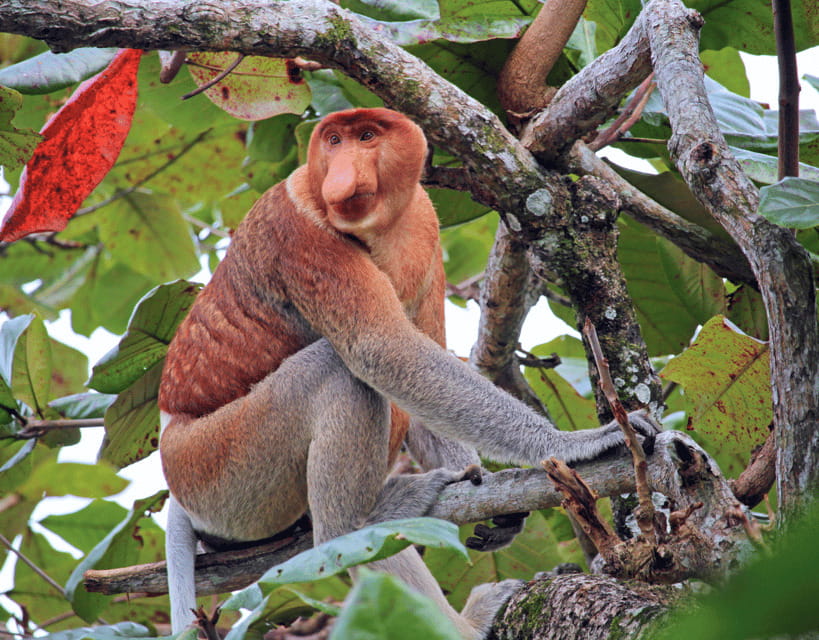 Bongawan River Cruise: Proboscis Monkey & Fireflies Mangrove - The guides are a major part of the experience
