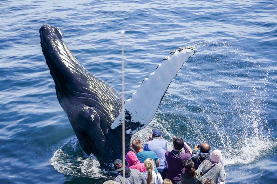 Boston: City Cruises Whale Watching Cruise - Key things to know before you book