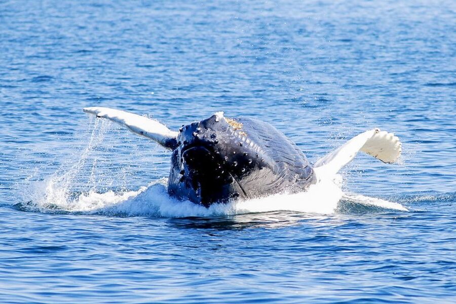 Boston: City Cruises Whale Watching Cruise - Should you book the Boston whale watching cruise?
