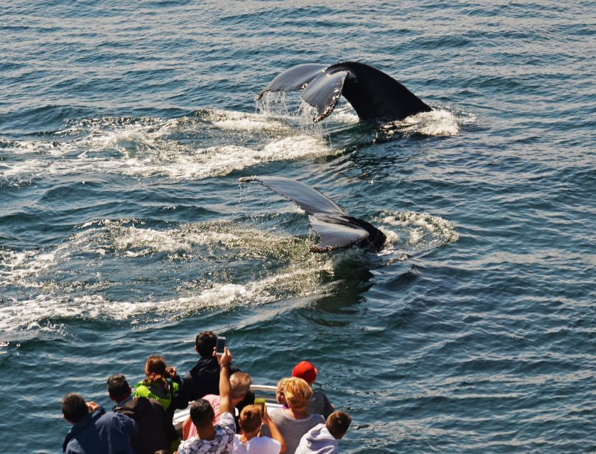 Boston: City Cruises Whale Watching Cruise - What the ride feels like
