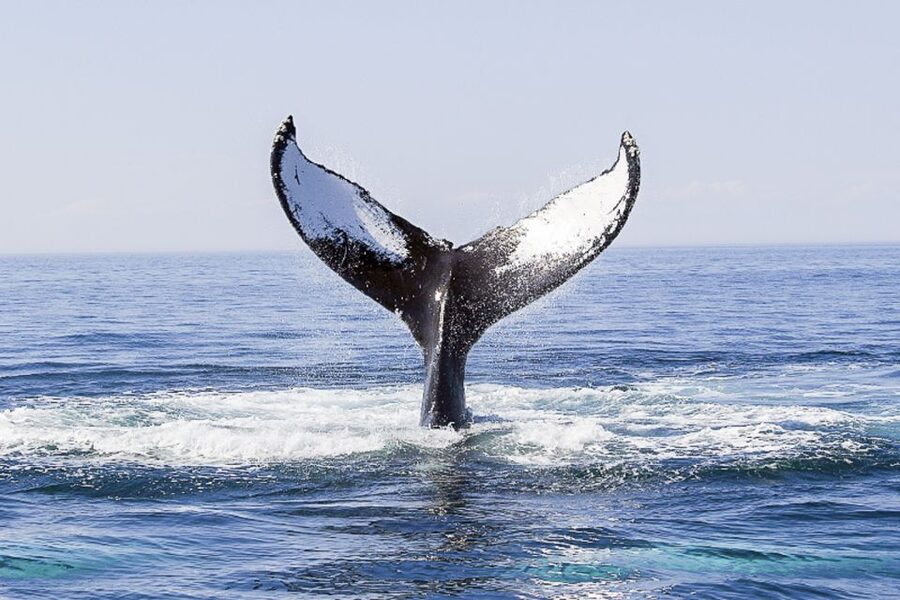 Boston: City Cruises Whale Watching Cruise - The naturalists make the sightings easier to understand