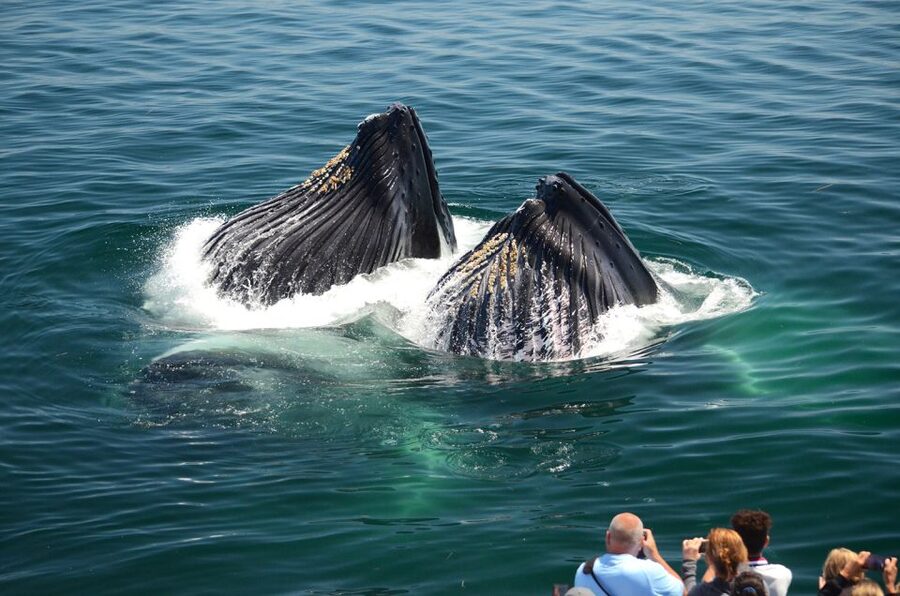 Boston: City Cruises Whale Watching Cruise - Sightings are never guaranteed
