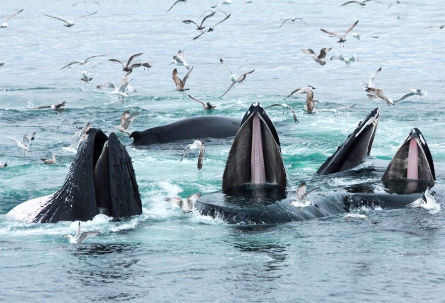 Boston: City Cruises Whale Watching Cruise - Is the $85 price worthwhile?