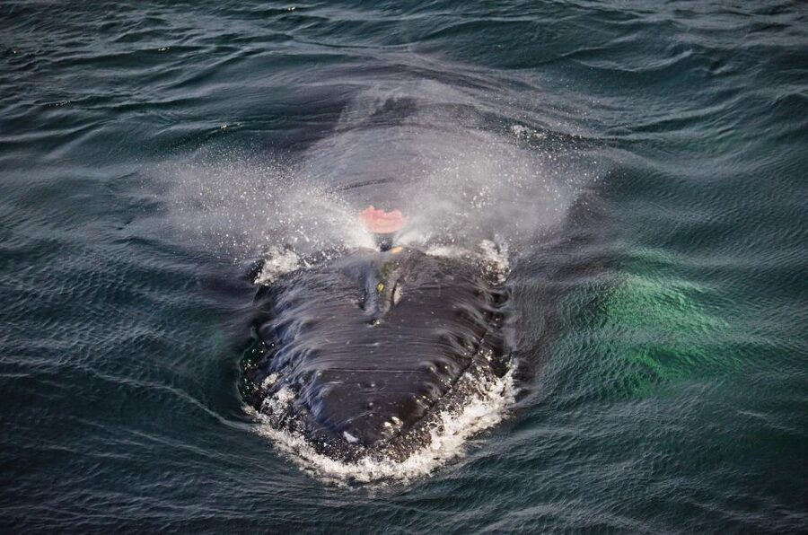 Boston: City Cruises Whale Watching Cruise - Practical details for a smoother outing